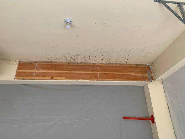 Sebastian, TX Mold Removal Company