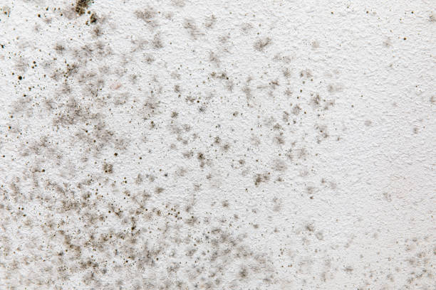 Mold Odor Removal Services in Sebastian, TX